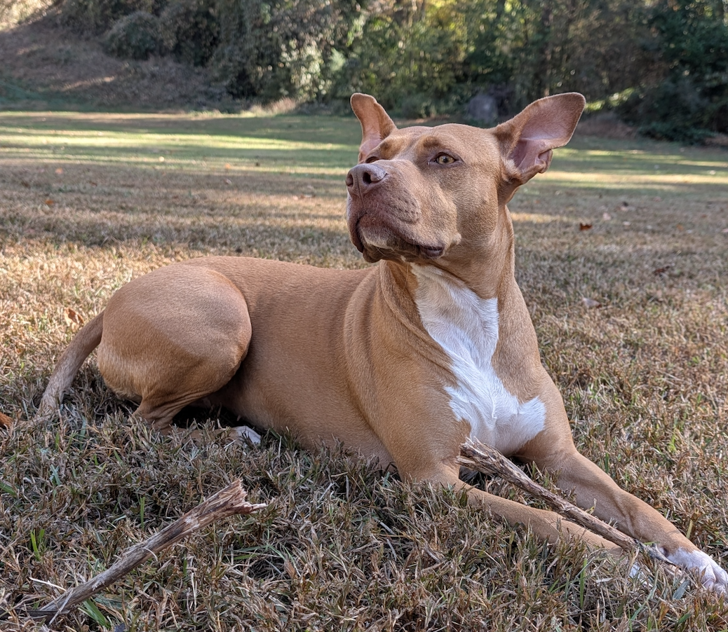 How Kristal Dixon Would Fix Atlanta